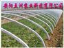 蔬菜大棚骨架 蔬菜大棚建设 蔬菜大棚支架 五洲