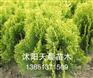 沭阳天晨供应洒金柏