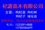 基地供应枸杞苗 枸杞苗报价 枸杞苗种植优势 出售枸杞苗