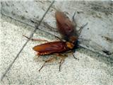 专业白蚁防治、杀臭虫、杀白蚁