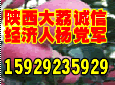 陕西红富士苹果/黑宝石李子价格/大荔冬枣批发Logo