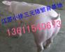 今日猪价最新江苏三元猪价格查询山东三元猪价格