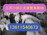 三元猪价格今日猪价行情广西三元猪养猪厂报价图片