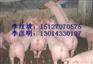 百度仔猪吧 仔猪吧  河北仔猪吧 仔猪价格