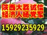 供应金太阳杏 【陕西金太阳杏基地 】【金太阳杏基地】