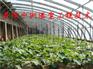 供应新型塑料蔬菜花卉大棚支架机
