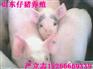 山东仔猪&山东仔猪&山东仔猪