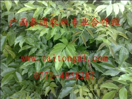 供應(yīng)格木苗格木種植技術(shù)格木苗哪里有