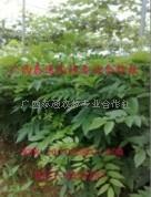 供應(yīng)海南黃花梨種植圖片