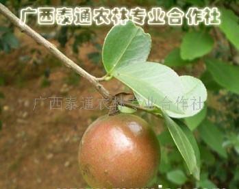 供應油茶嫁接苗油茶種植技術(shù)