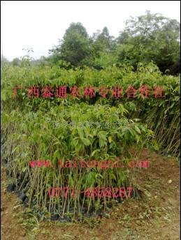 供應(yīng)沉香苗沉香樹(shù)苗珍貴樹(shù)木
