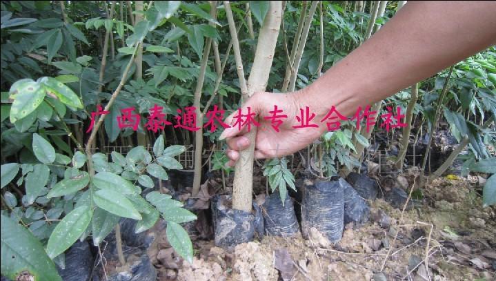 供應(yīng)海南黃花梨大杯苗大量出售