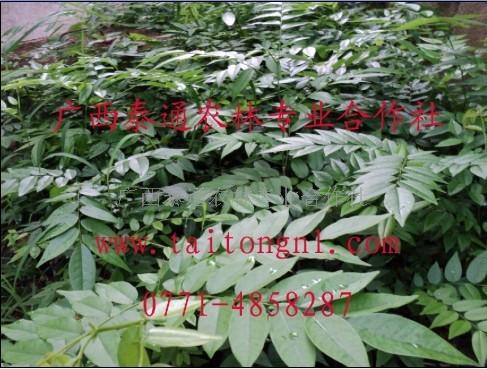 供應(yīng)黃花梨苗黃花梨種植技術(shù)海南黃花梨苗廣西泰通黃花梨苗基地