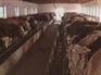 肉牛价格-牛羊舍建设牛-羊-种牛-肉牛-肉牛养殖场牛羊网