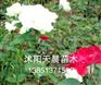 供应花中皇后月季