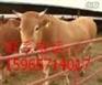 江苏省肉牛价格.肉牛犊价格.育肥牛价格.架子牛价格