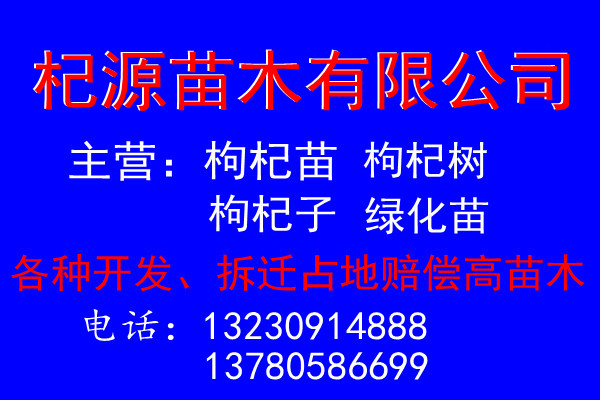 枸杞苗 枸杞苗的图片 出售枸杞苗 枸杞苗木  枸杞苗图片