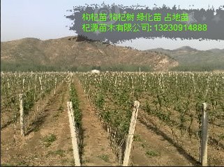 枸杞苗 枸杞苗的图片 出售枸杞苗 枸杞苗木  枸杞苗图片