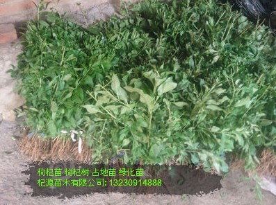 出售枸杞苗 枸杞苗的价格 枸杞苗农业基地  枸杞苗价格  枸杞苗基地