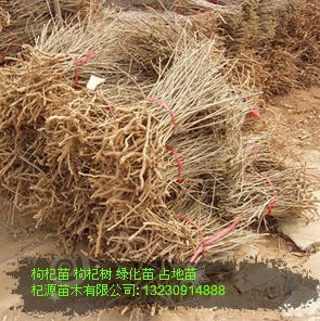 出售枸杞苗 枸杞苗的价格 枸杞苗农业基地  枸杞苗价格  枸杞苗基地