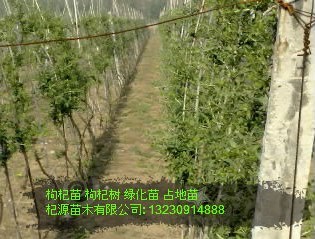 供应枸杞苗 枸杞苗功效 枸杞苗哪里买 枸杞苗哪里好