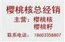 供应樱桃核 樱桃核厂家 出售樱桃仁