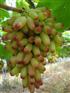 供应美人指葡萄苗，葡萄苗，河北葡萄苗