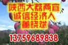 京欣西瓜基地  陕西西瓜基地  京欣西瓜产地  花皮西瓜价格