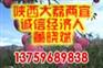 京欣西瓜基地