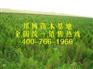大量供应低价一年生油松树苗、二年生油松树苗