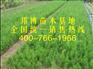 大量供应优质低价侧柏苗