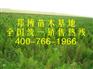我公司大量低价出售优质油松小苗