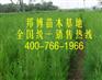 我公司低价销售大量优质临沂侧柏小苗