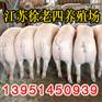发布11年下半年天门猪的价格潜江猪的价格仙桃猪的价格行情查询