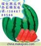 供应黑龙江西瓜，绥化西瓜，黑龙江绥化西瓜