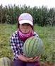 供应黑龙江香瓜