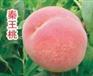 供应沙红桃，陕西沙红桃，沙红桃基地价格
