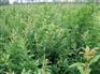 石榴苗、石榴树苗、大红袍石榴树苗、大青皮石榴树苗