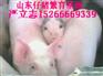 山东仔猪临沂仔猪山东仔猪
