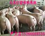 山东仔猪/山东仔猪价格/临沂仔猪/山东仔猪