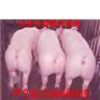 山东仔猪&山东仔猪&山东仔猪价格