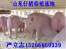 山东仔猪/山东莒南沂水仔猪/山东仔猪