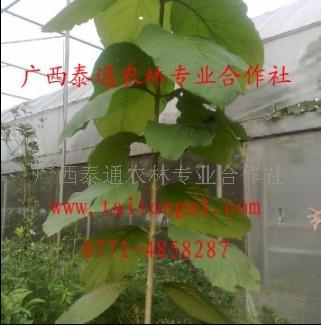 供應柚木圖片柚木家具柚木樹