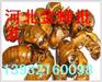 供应批发金蝉,批发野生金蝉，供应金蝉，金蝉价格