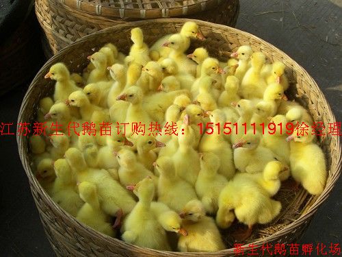 沭阳县龙庙龙发孵化场Logo