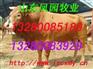 山东改良肉牛养殖场山东改良肉牛供求基地改良肉牛价格