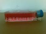 医流商城供应细胞株菌株细胞及微生物培养基  ATCC菌株