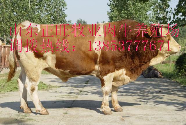 嘉祥县正旺养殖场