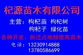 出售枸杞苗 供应枸杞苗 纯种枸杞苗 枸杞苗木