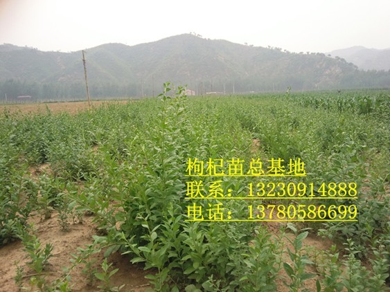 出售枸杞苗 供应枸杞苗 纯种枸杞苗 枸杞苗木
